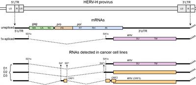 Alternative and aberrant splicing of human endogenous retroviruses in cancer. What about head and neck? —A mini review